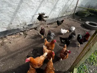 Høns og hane 