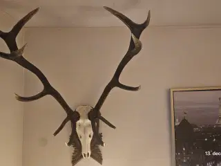 Kron hjorte gevir . BYD