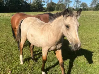 Hingst føl