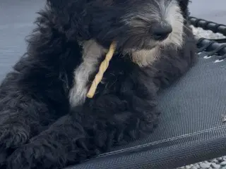 Smuk Sheepadoodle hvalp sælges