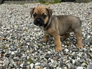 Dansk-Svensk gårdhund- Fransk Bulldog