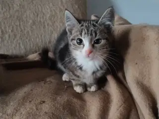 Minikat 2-3 kg. Søger nyt kærligt hjem. 