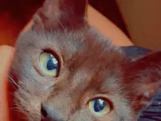 Minikat sort, 5 mdr. 