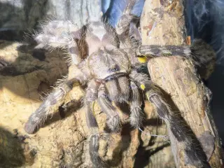 Fugleedderkop- Poecilotheria regalis