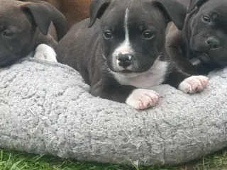 Staffordshire bullterrier 