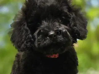 Doxiepoo F1B