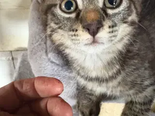 Siameser/huskat