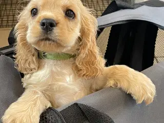 Rejseklar 🧳 Skønne Amerikanske Cockerspaniel 