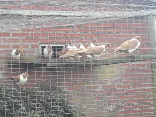 Gule Mähriske Strassere