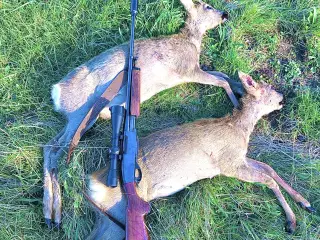 Remington 760 gamemaster 223,