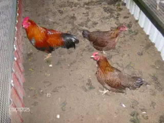 Dværghøns