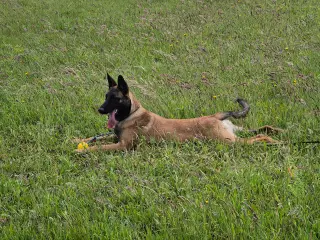 Malinois Tæve Frisk og Frejdig 