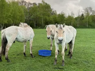 Fjordheste