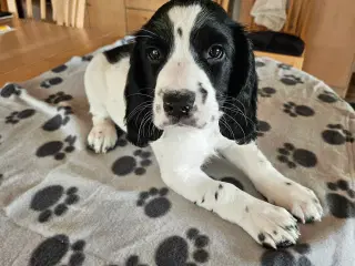 FT Springer spaniel hvalpe