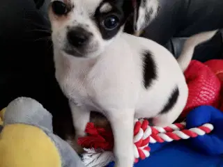 8 ugers små chihuahua blandinge