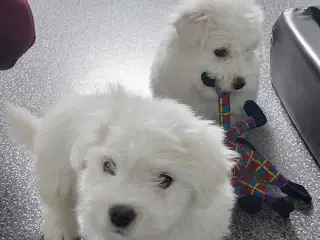  Coton de tulaer 