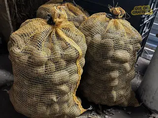 Spisekartofler, Sava