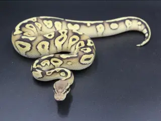 Kongepython unger 