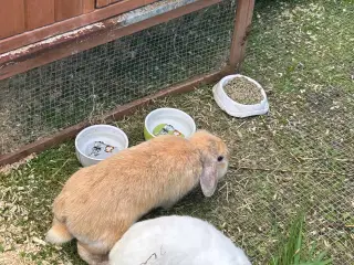 Miniloops kaniner