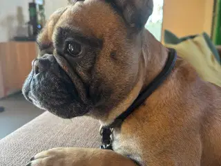 Fransk Bulldog 