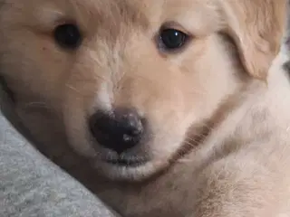 Golden Shepherd hvalp 🩷