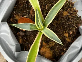 Planter 2 farvet agave