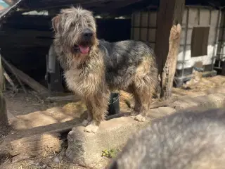 Milde J. Bieber søger et hjem 