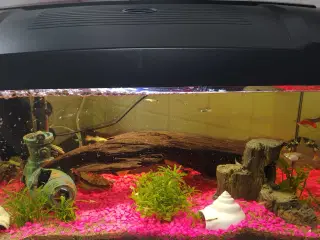 Ny 60 L begynder akvarium