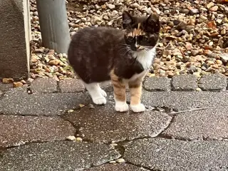 Salgsklare killinger