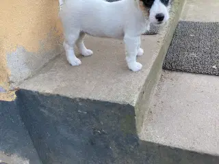 Jack Russel terrie