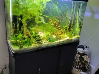 Akvarie med pumpe og fisk Ca 300l