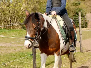 Super smuk pony
