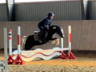 Sød kat 3 pony
