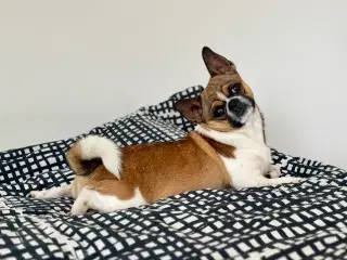 Dejlig hanhund tilbydes til avl. 