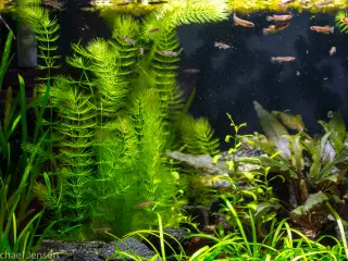 Hornblad - Ceratophyllum demersum (akvarie-plante)