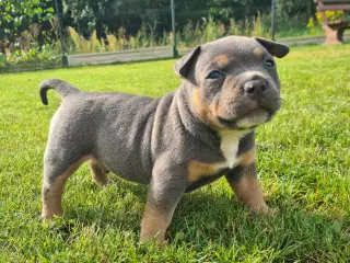 American Bully Pocket Abkc Dreng 