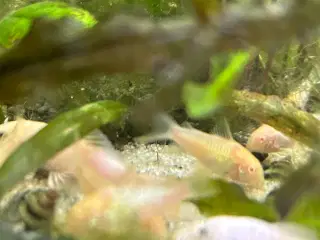 Albino pansermaller 