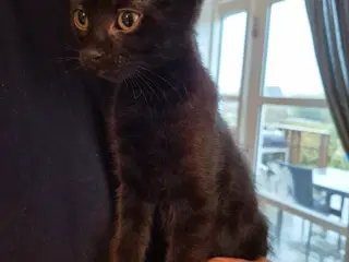 1 killing (reserveret)