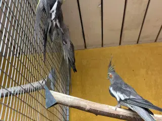 Nymferparekitter 