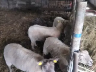 2 får 2 grimmerlam