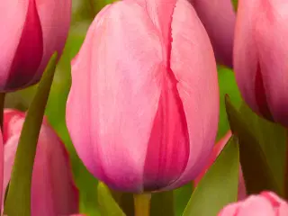 Darwin Hybrid Tulipan Pink Impression. Fra 3,29 KR