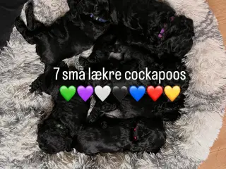 Cockapoo hvalpe søger nye hjem