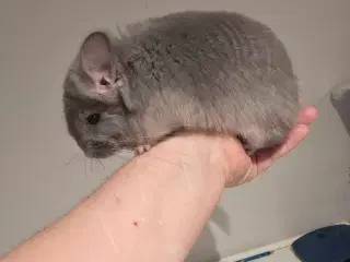 Chinchilla Angora 