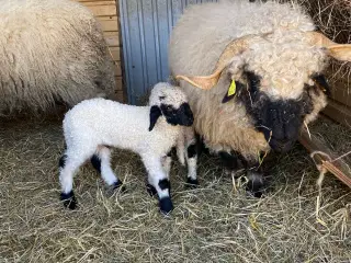 Valaise Blacknose lam