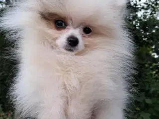 Pommeranian hvalpe 1 piger 1 dreng m stambog