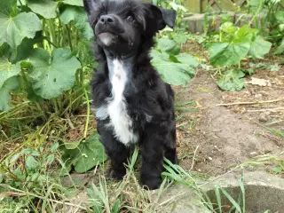 Chinese crested/powder puff drenge med DKK stambog