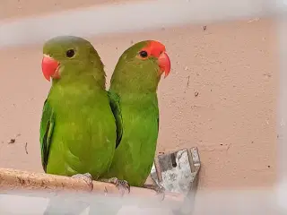Taranta 