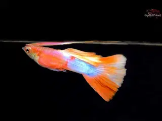 American Pink White Guppy ren stammet 