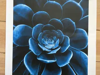 Plakat med blå blomst