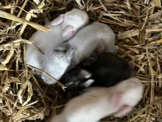 Minilop/lionlop Kaninunger 